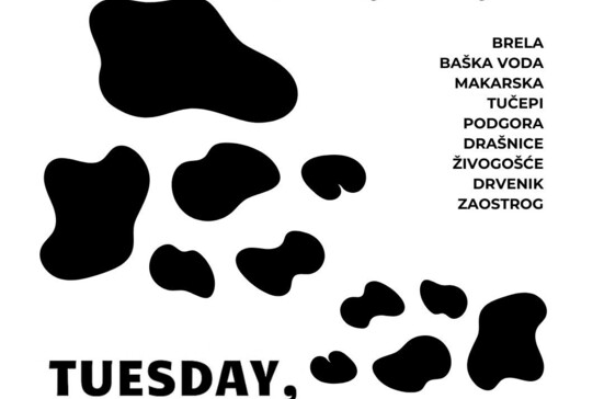 Black and White Dalmatian Dog Night